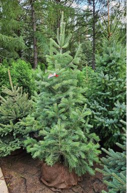 Пихта одноцветная