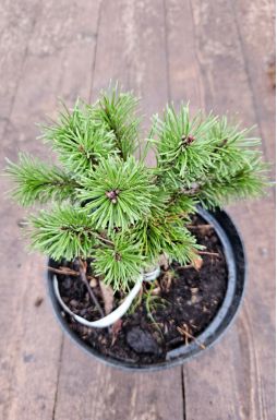 Сосна горная Литомисл (Litomysl)