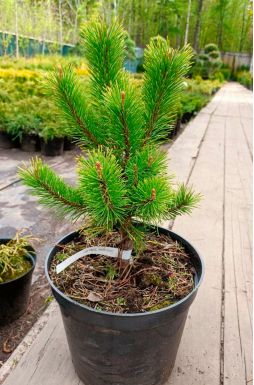 Сосна горная Голден Глоу (Golden Glow)