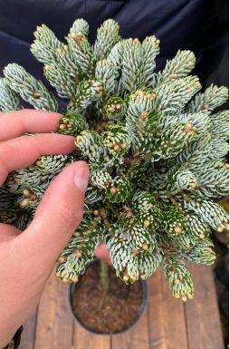 Пихта корейская Айс Брейкер на штамбе (Ice breaker Pa)