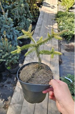 Пихта испанская Аурея (Aurea)