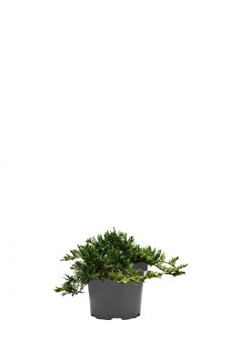 Можжевельник горизонтальный Глаука (Glauca)