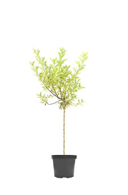 Ива тонкостолбиковая Меланостахис (Melanostachys)