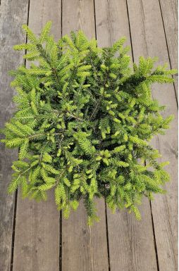 Ель обыкновенная Нидиформис (Nidiformis)