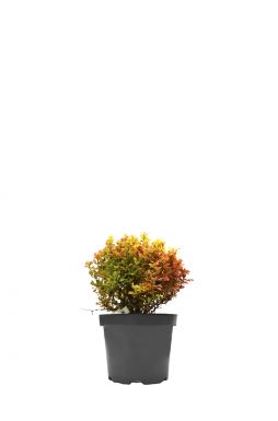 Барбарис тунберга Бонанза Голд (Bonanza Gold)