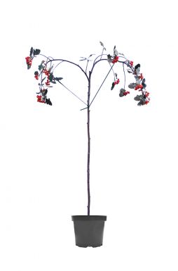 Рябина ария Магнифика (Magnifica)