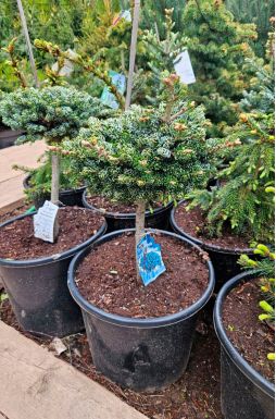 Пихта корейская Кохоутс айс Брейкер на штамбе (Kohouts icebreaker Pa)