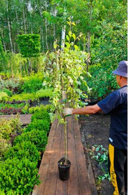 Ива пурпурная Пендула на штамбе (Pendula Pa)