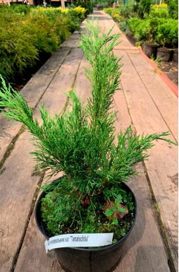 Можжевельник казацкий Тамарисцифолия (Tamariscifolia)