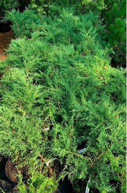 Можжевельник казацкий Блю Дануб (Blue danube)