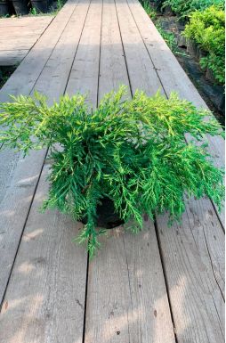 Можжевельник средний Голд Стар (Gold star)