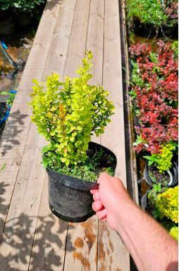 Барбарис тунберга Голден Рокет (Golden Rocket)