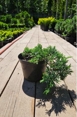 Можжевельник горизонтальный Вилтони (Wiltonii)