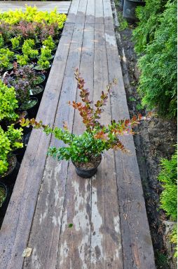 Барбарис средний Ред Джевел (Red Jewel)