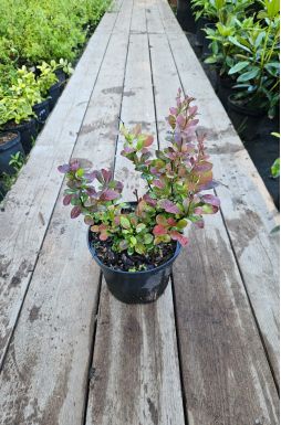 Барбарис тунберга Ред Рокет (Red Rocket)