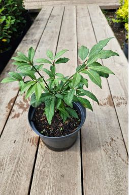 Бересклет крылатый Компактус (Compactus)