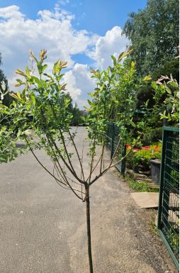 Ива цельнолистная Хакуро Нишики на штамбе (Hakuro-Nishiki Pa)