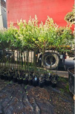 Ива цельнолистная Хакуро Нишики на штамбе (Hakuro-Nishiki Pa)