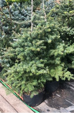 Пихта корейская