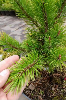 Сосна горная Голден Глоу (Golden Glow)