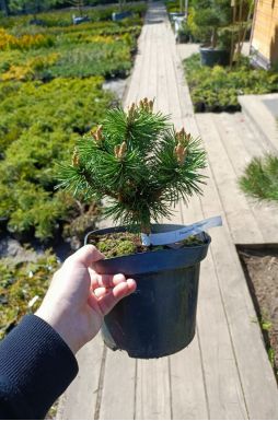 Сосна горная Бенжамин (Benjamin)