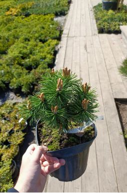 Сосна горная Бенжамин (Benjamin)