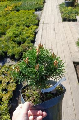 Сосна горная Бенжамин (Benjamin)